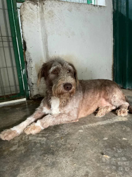 Adopter Mignon