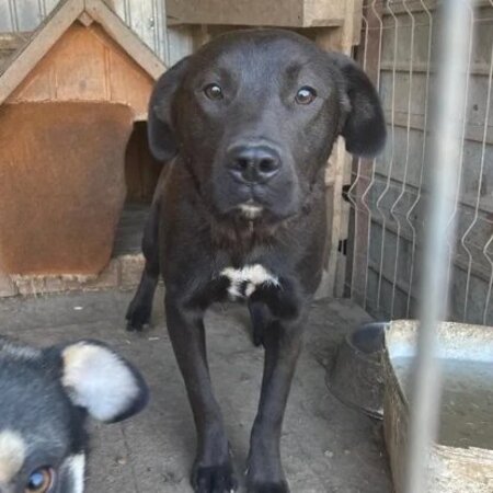 Adopter Mila