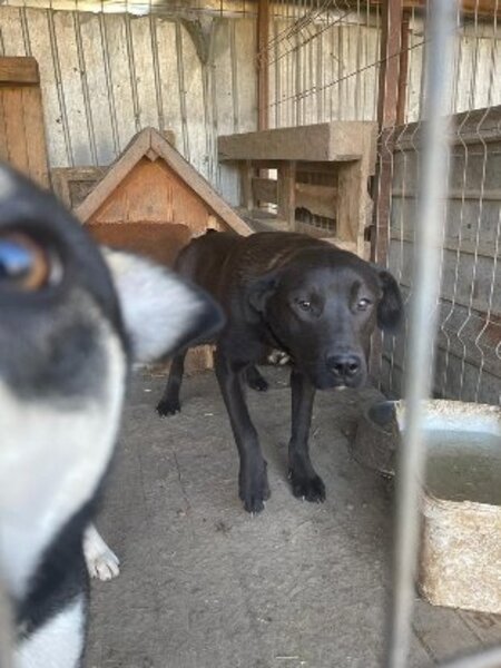 Adopter Mila