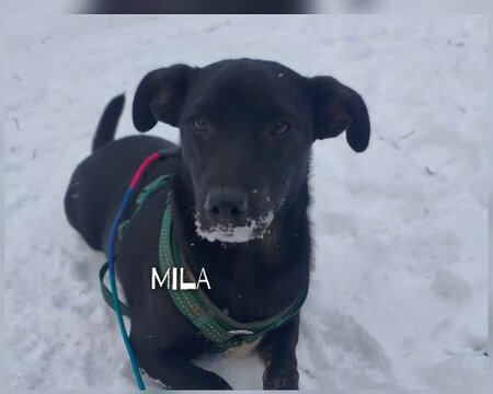 Adopter Mila