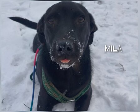 Adopter Mila