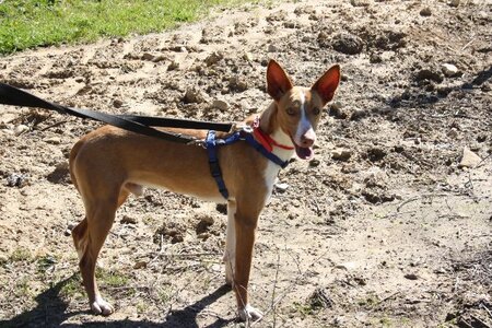 Adopter Milky