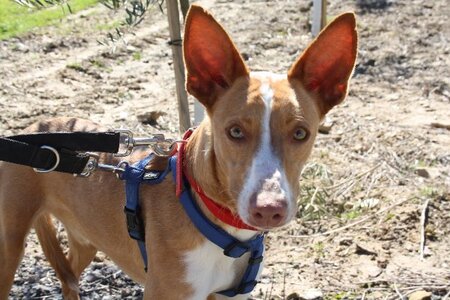 Adopter Milky