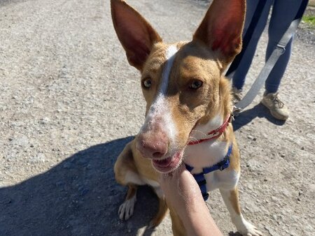 Adopter Milky
