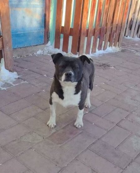 Adopter Millie