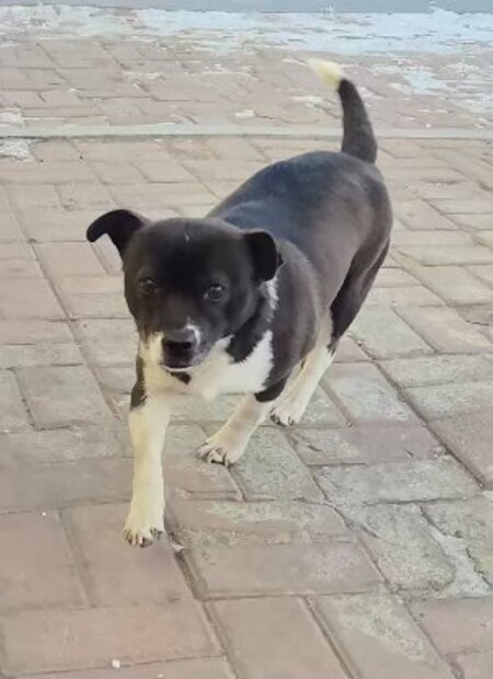 Adopter Millie