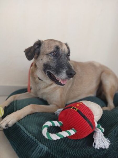 Adopter Milo