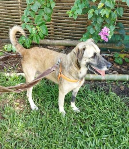 Adopter Milo