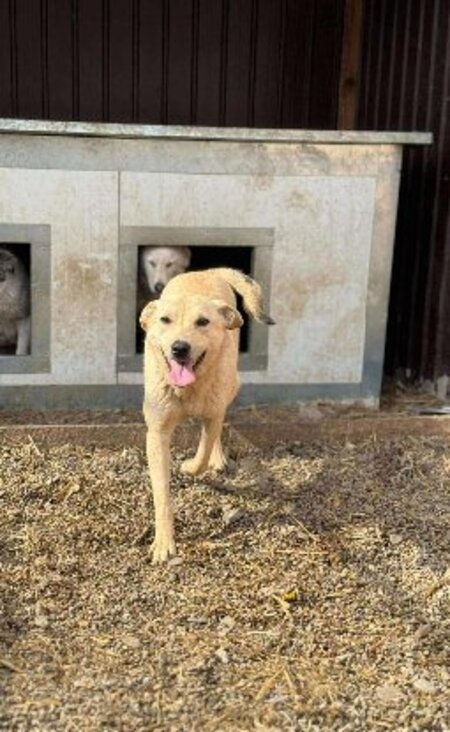 Adopter Mimi