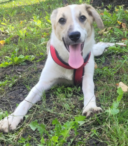 Adopter Minty