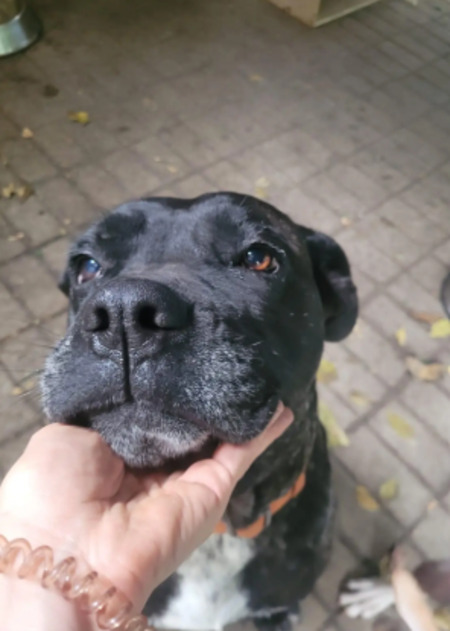 Adopter Mira