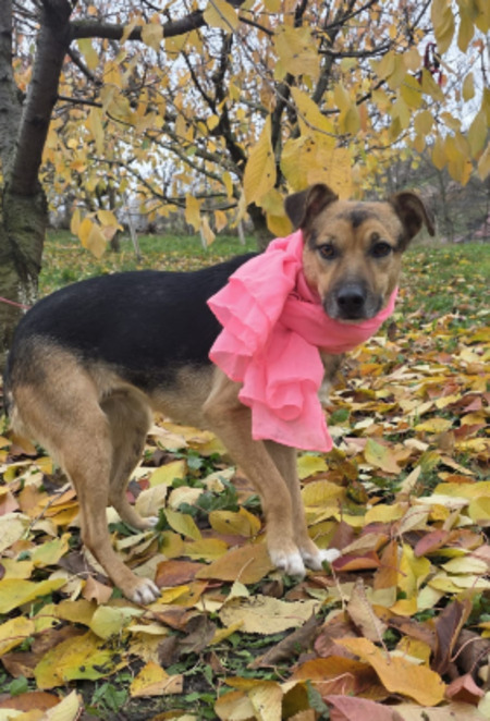 Adopter Mirabel
