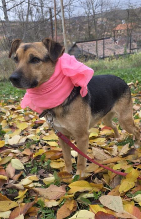 Adopter Mirabel