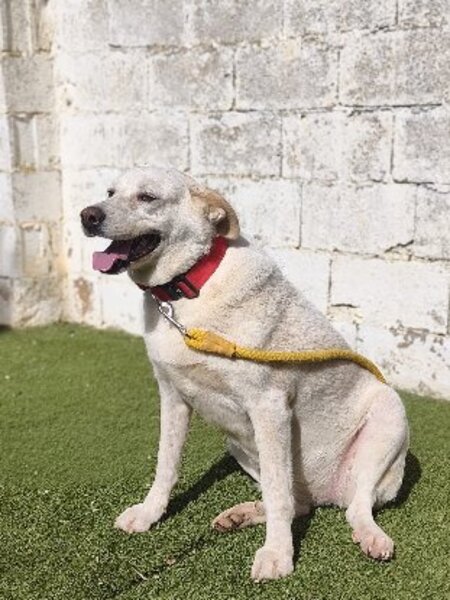 Adopter Miranda