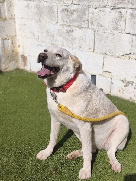 Adopter Miranda