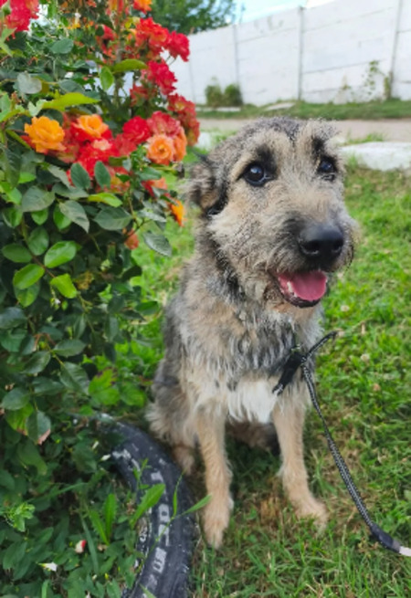 Adopter Mirimah