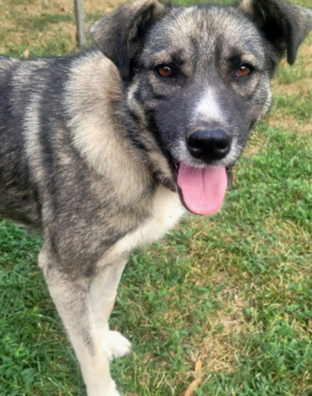 Adopter Misti
