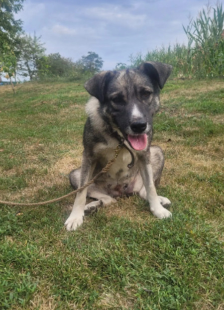 Adopter Misti