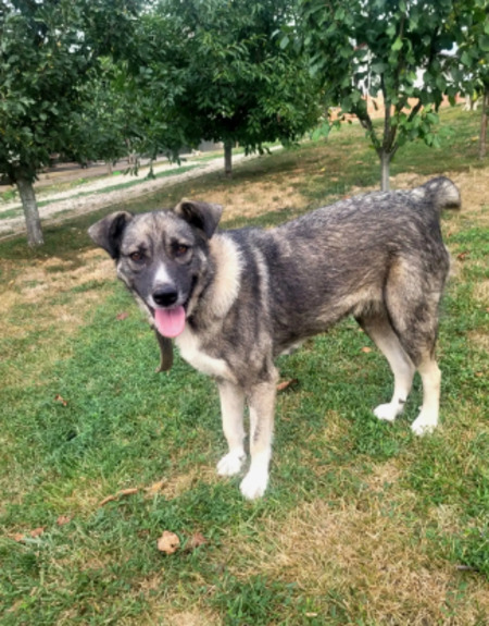 Adopter Misti