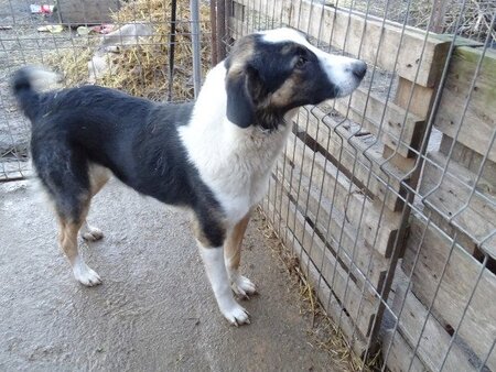 Adopter Mistral