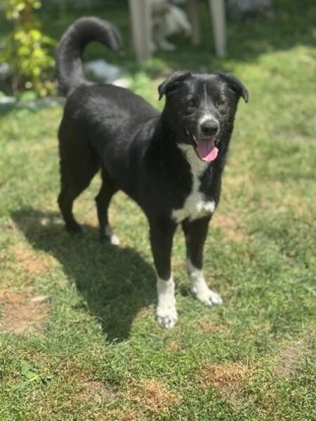 Adopter Mistral