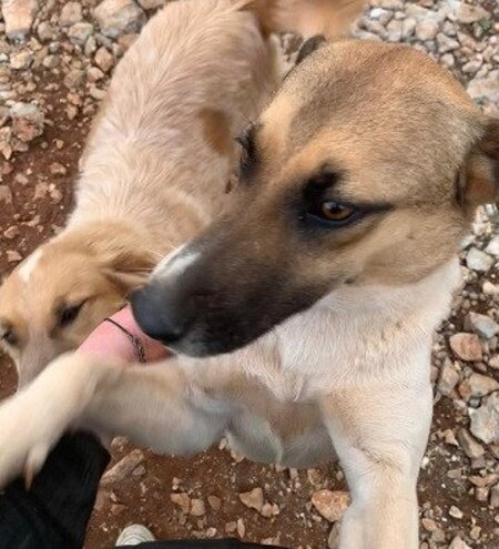 Adopter Mobi