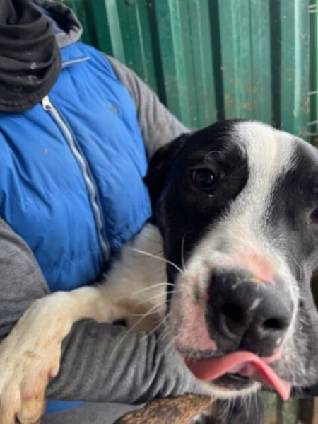 Adopter Mojo