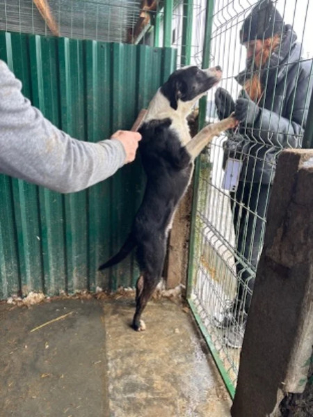 Adopter Mojo