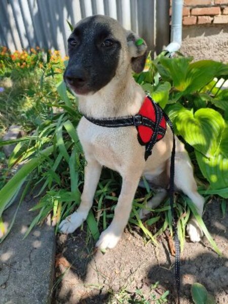 Adopter Mokka
