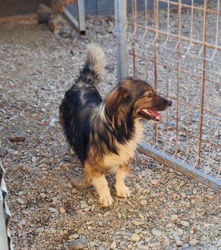 Adopter Mommo