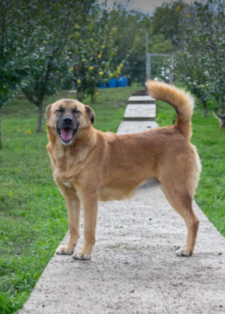 Adopter Mona