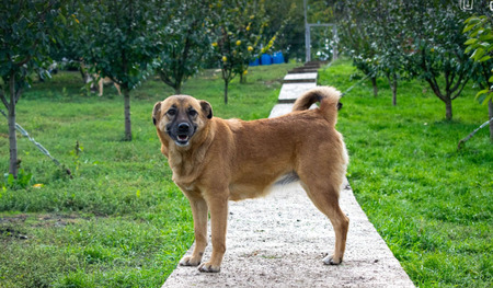 Adopter Mona