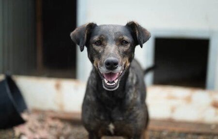 Adopter Monica