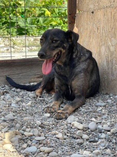 Adopter Monica