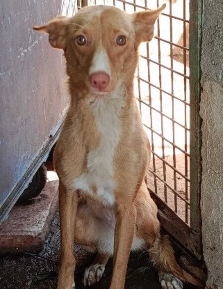 Adopter Montaga