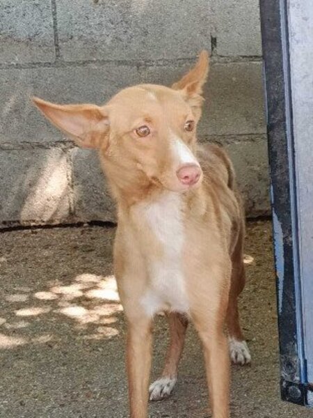 Adopter Montaga