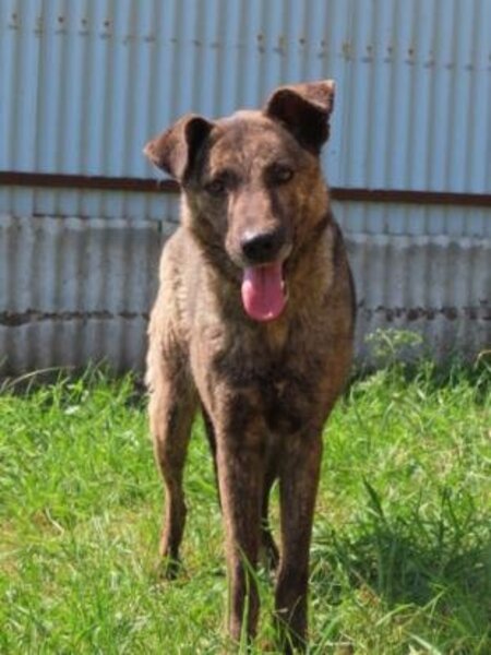 Adopter Montana