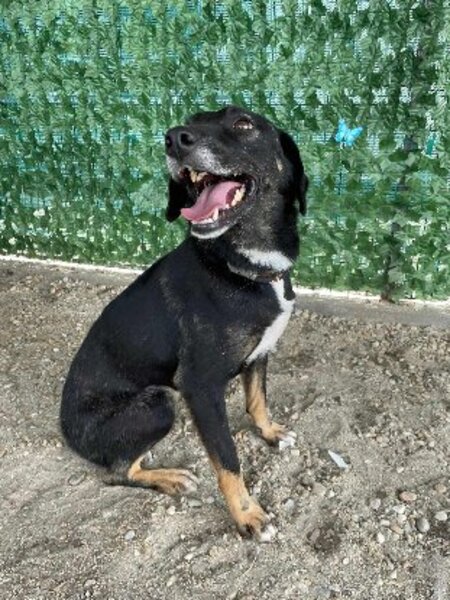 Adopter Mora