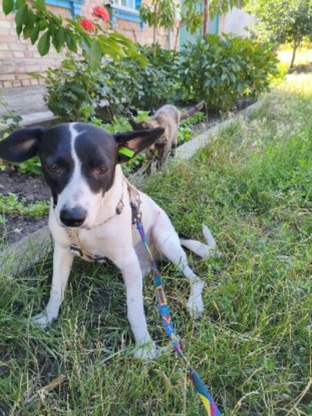 Adopter Mottya