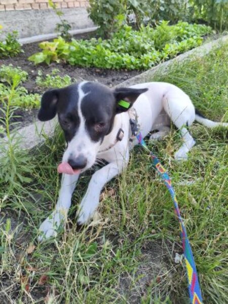 Adopter Mottya