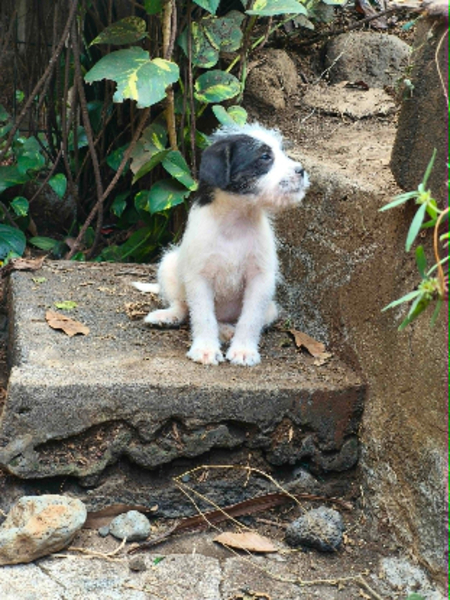 Adopter Moufia