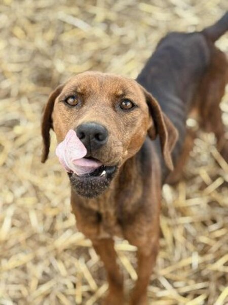 Adopter Mousse