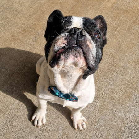 Adopter Mozzy