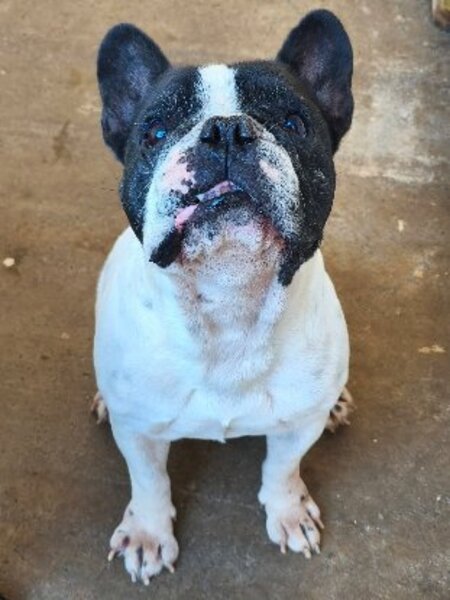 Adopter Mozzy