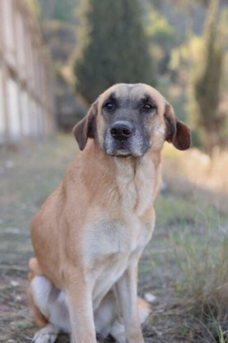 Adopter Muffin