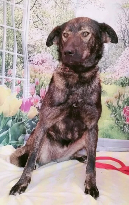 Adopter Muffin