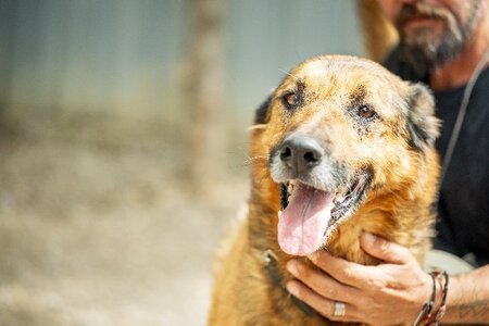 Adopter Mulder