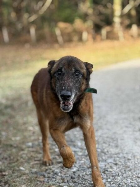 Adopter Murphy