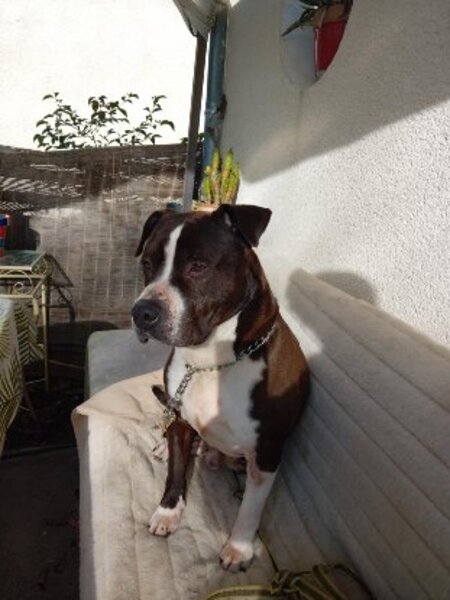 Adopter Murphy