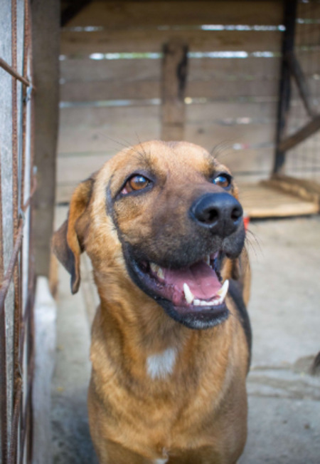 Adopter Murray